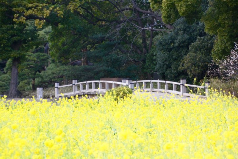 Paysage coloré au jardin Hama Rikyu