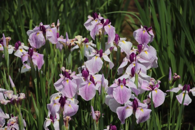 Les iris du jardin de l'impératrice - Meiji Jingu, vivre à tokyo, expatriation à tokyo, visiter tokyo