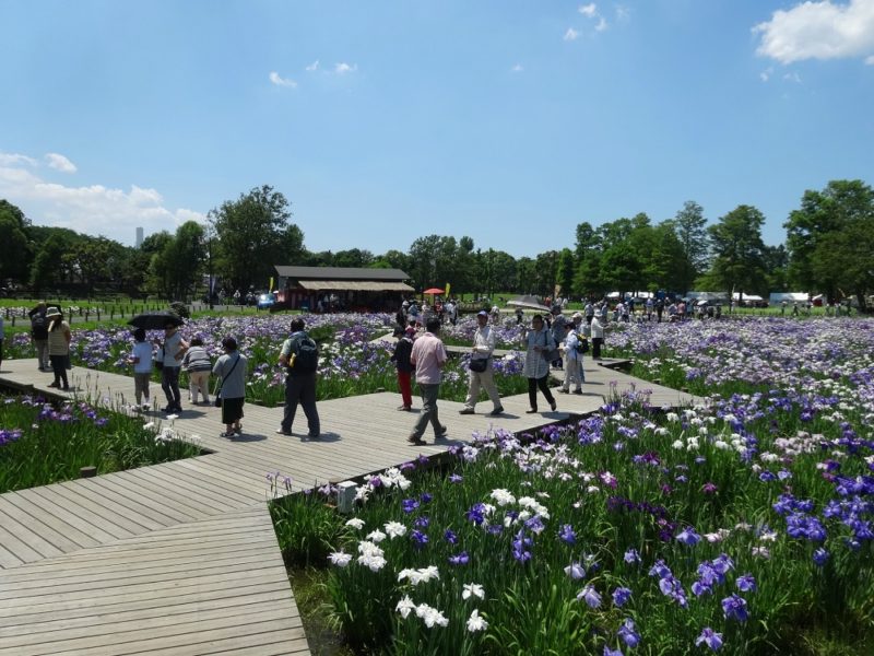 mizumoto-koen - jardin des iris-copyright-helene-aux-pays-des-sakuras