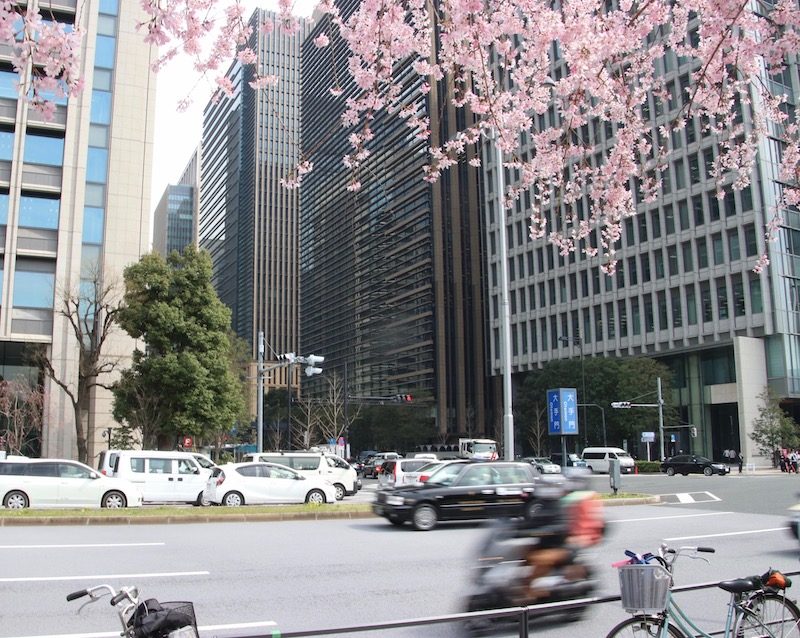 Les cerisiers en fleurs dans la ville, Marunouchi, Vivre à Tokyo