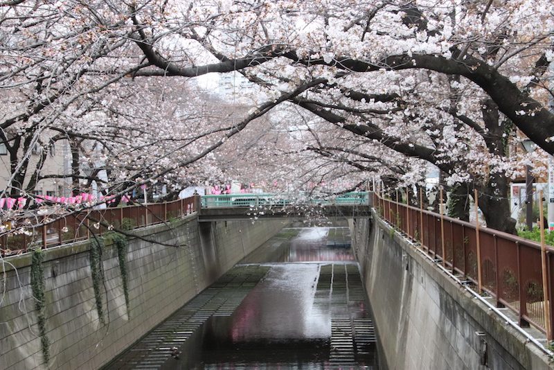 Le canal de Naka Meguro, Vivre à Tokyo, Visiter Tokyo