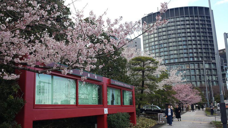 Les cerisiers en fleurs devant le Théâtre National, visiter Tokyo et le Japon