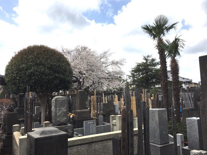 Un cimetière dans Yanaka, cerisiers en fleurs à Tokyo