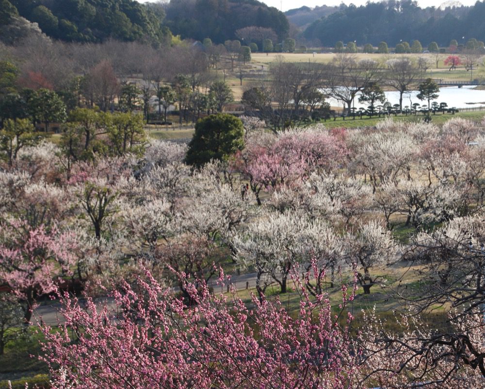 Vue sur le jardin Kairakuen pendant la saison des prunier en fleurs , visiter Tokyo et le Japon, expatriation à tokyo, vivre à tokyo