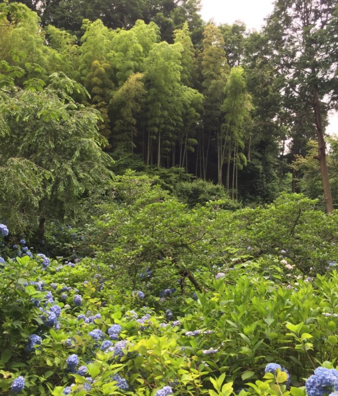 Les hortensias de Kamakura, visiter kamakura, expatriation à tokyo, vivre à tokyo