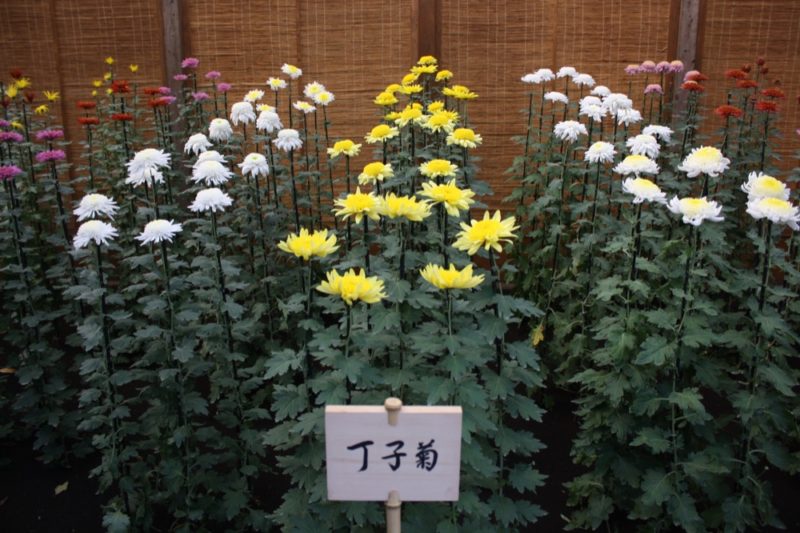 Le parc Shinjuku Gyoen et les chrysanthèmes, vivre a tokyo, vivre a tokyo, expatriation a tokyo