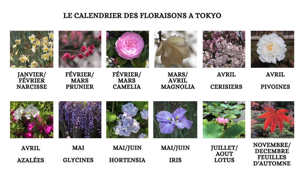 fleurs à tokyo, saison à tokyo