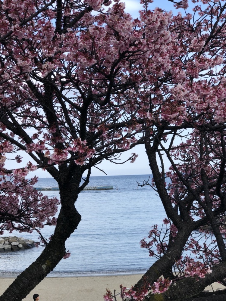 atami, cerisiers, vivre a tokyo