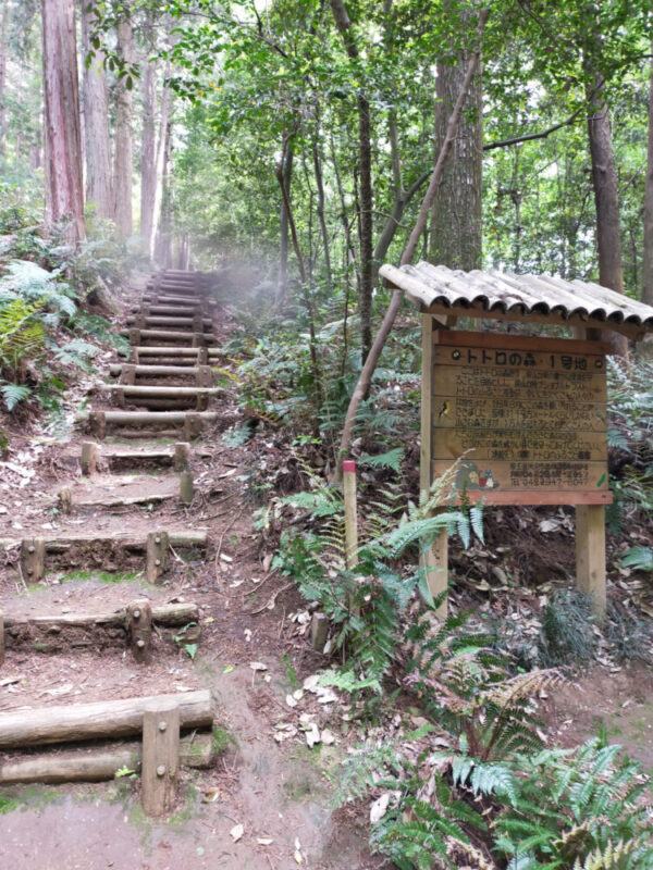 Forêt de Totoro