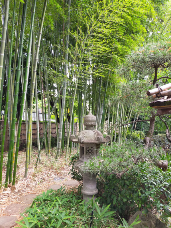 bambous du jardin botanique d'Akatsuka, Itabashi
