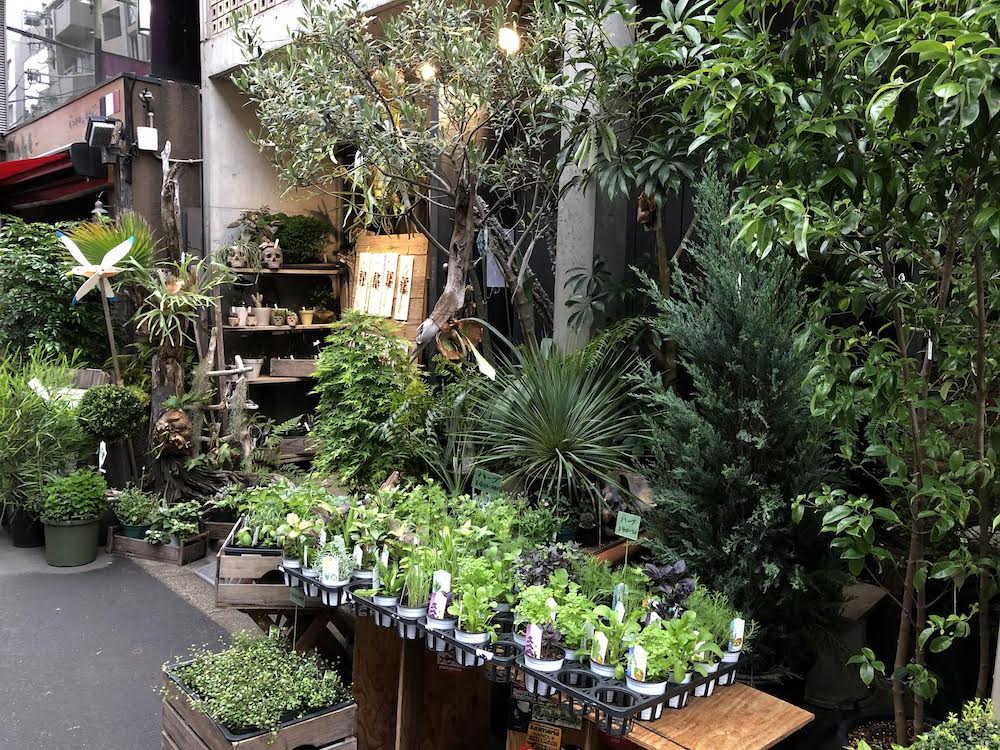 Plantes à cultiver - Mark'style Tokyo