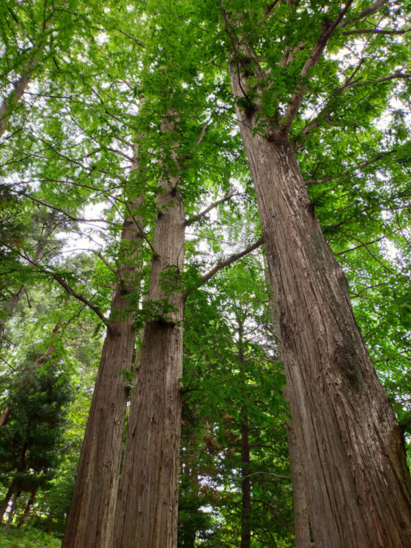 grands arbres du jardin botanique d'Akatsuka, Itabashi