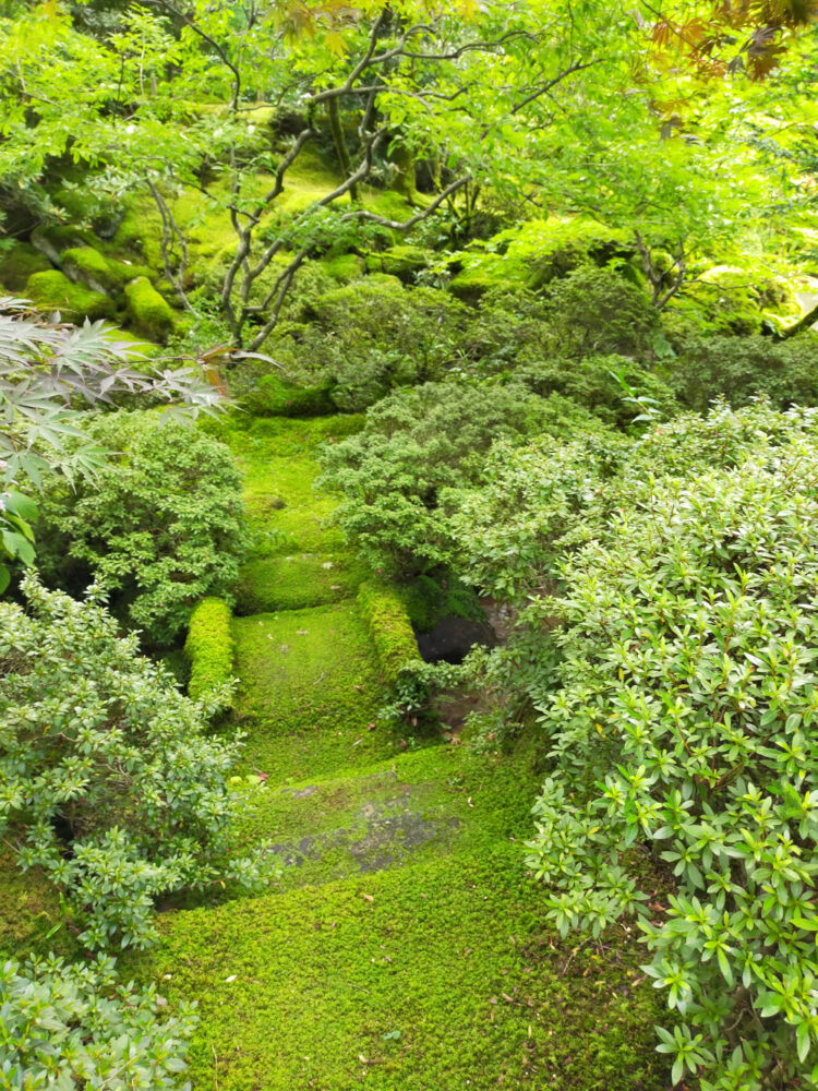 mousses dans le jardin du Rin-no-ji de Nikko