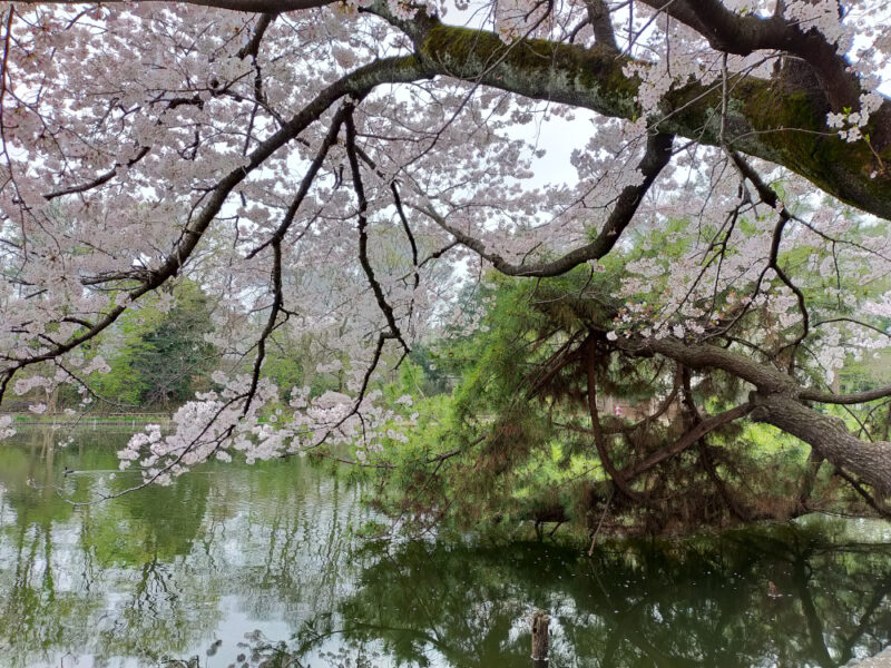 Sakura à Shakuji Koen