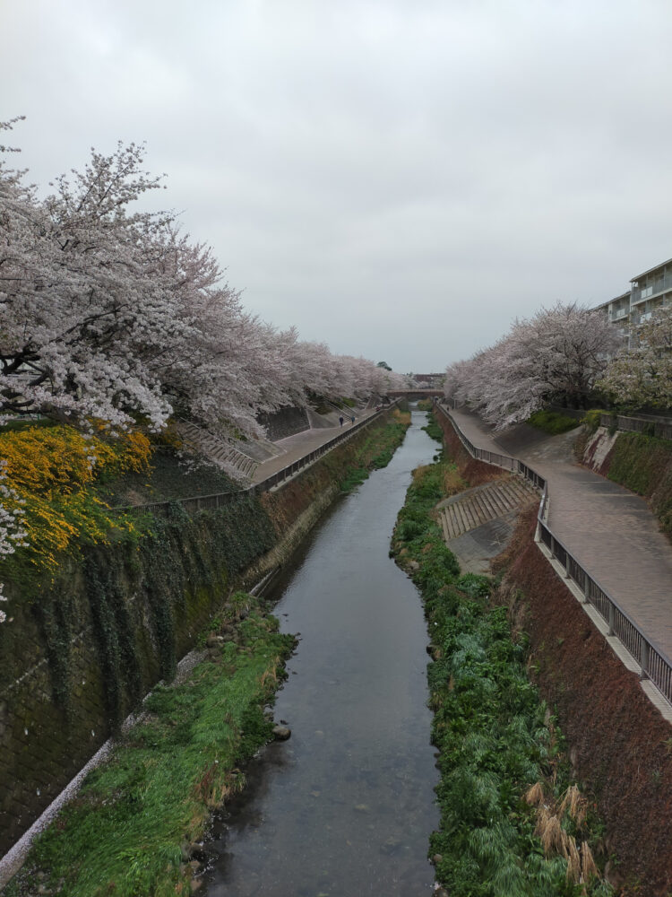Shakuji River et ses sakura, vivre à tokyo 