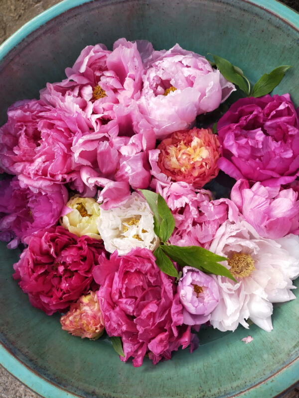 vasque aux pivoines, jardin aux pivoines de Ueno