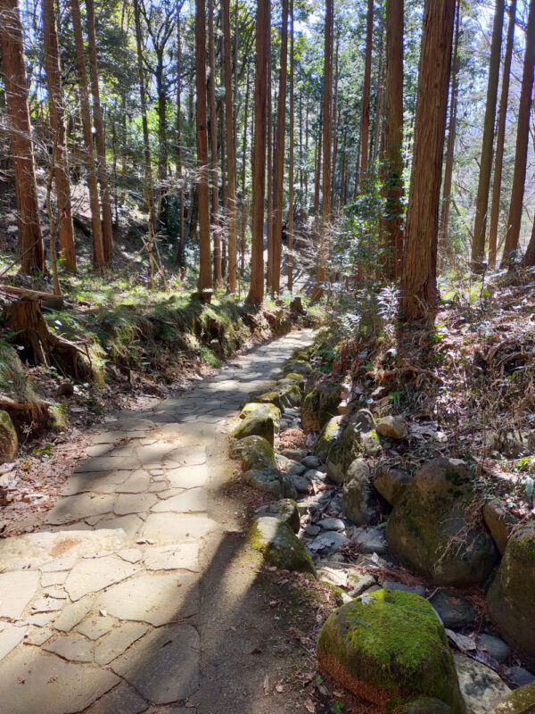 forêt Shuzenji, Izu