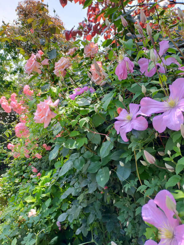 roses et clématites au Yokohama english garden