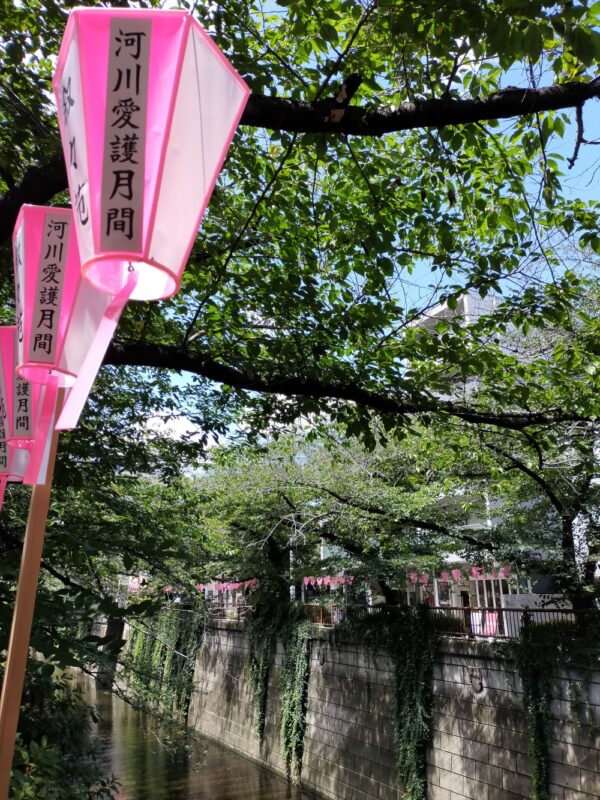 sakura à Nakameguro