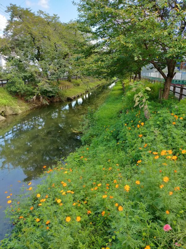 Kawagoe, rivière Shingashi