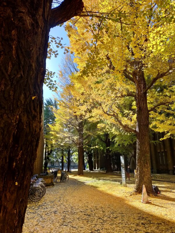 Université de Tokyo