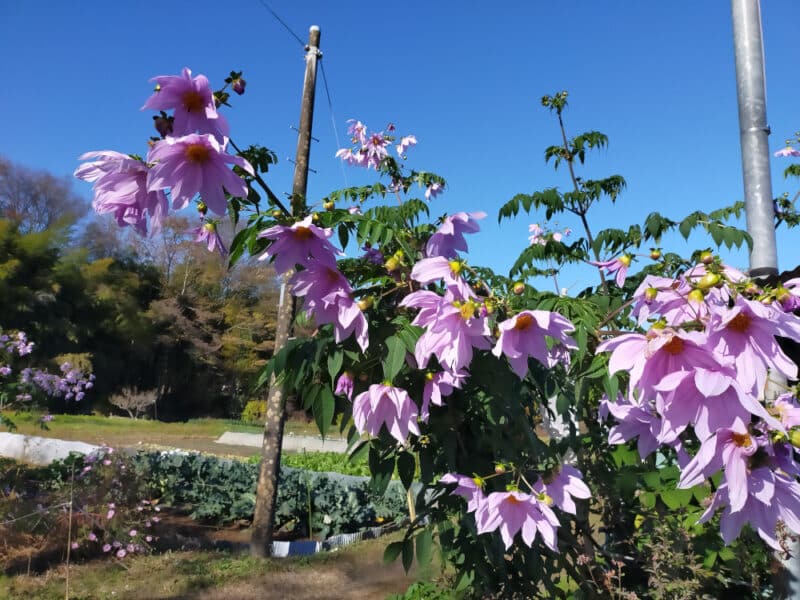 Kotokuji, Akigawa Valley