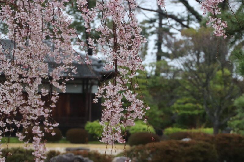 Cerisiers en fleurs au château de Nijo 