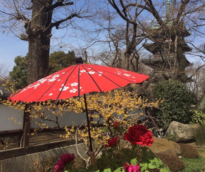 Les pivoines du sanctuaire Toshogu à Ueno, visiter Tokyo et le Japon, expatriation à Tokyo