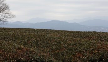 Un champs de thé dans le Shizuoka, vivre à tokyo, français à tokyo