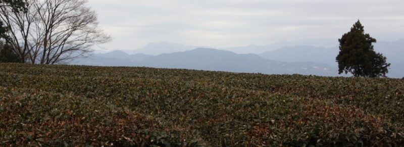 Un champs de thé dans le Shizuoka, vivre à tokyo, français à tokyo