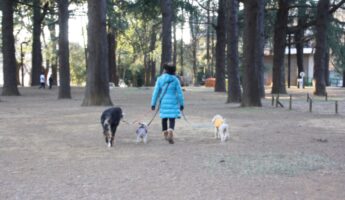 Vivre avec son chien à Tokyo, expatriation à Tokyo