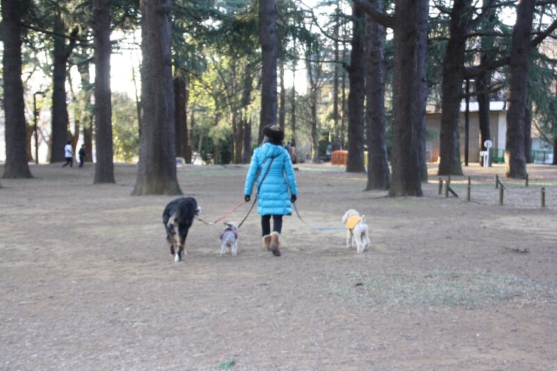 Vivre avec son chien à Tokyo, expatriation à Tokyo