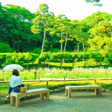 koishikawa-korakuen-tokyo-jardin-des-iris-by-yoshikazu-takada