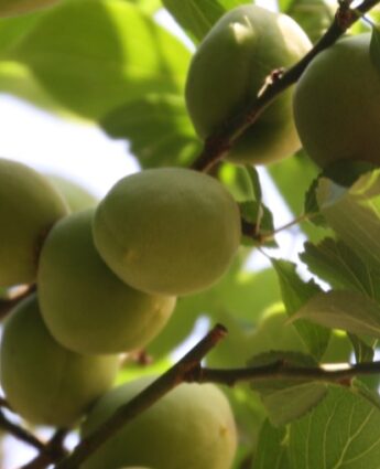 Les prunes vertes pour l'umeshu à Tokyo