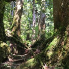 yakushima japon weekend de 3 jours visiter le japon copyright vivre a tokyo