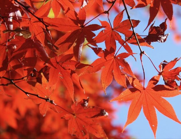 les feuilles d'érables rouges du parec Rikugien, Visiter Tokyo et le Japon