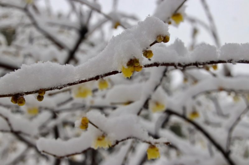Les premières fleurs sous la neige, l'hiver à Tokyo