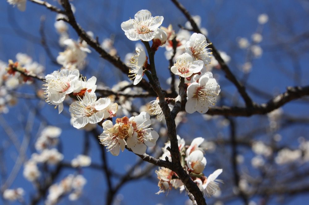 Où voir les pruniers en fleurs à Tokyo ? Vivre à Tokyo — free download