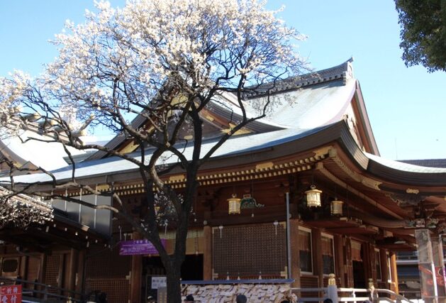 pruniers tokyo sanctuaire yushima tenjin okachimachi ueno tokyo visiter tokyo visiter japon