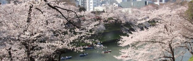 visiter tokyo lors des cerisiers en fleurs, vivre a tokyo