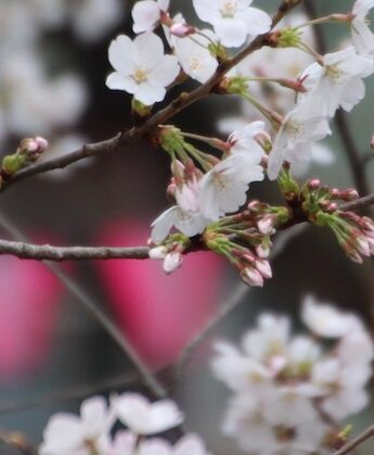 La saison des cerisiers en fleurs à Tokyo, expatriation à Tokyo, visiter Tokyo et le Japon