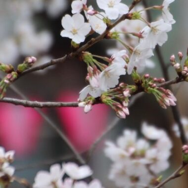 La saison des cerisiers en fleurs à Tokyo, expatriation à Tokyo, visiter Tokyo et le Japon