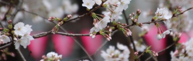 La saison des cerisiers en fleurs à Tokyo, expatriation à Tokyo, visiter Tokyo et le Japon