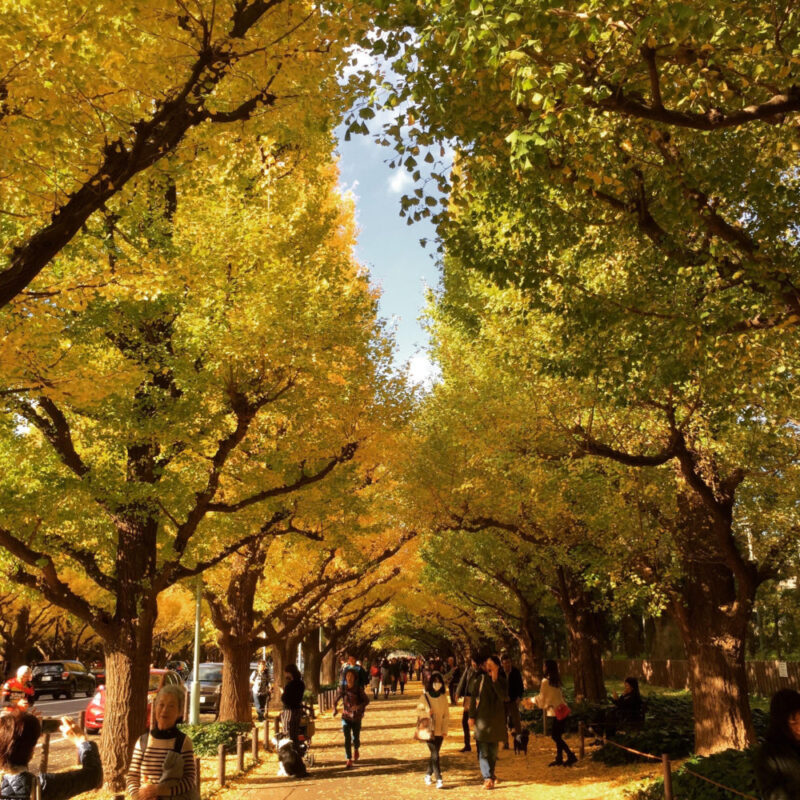 gingko biloba, icho, jingu gaien, jingu gaien festival, feuilles d'automne japon, koyo tokyo, vivre a tokyo, expatriation tokyo, français a tokyo