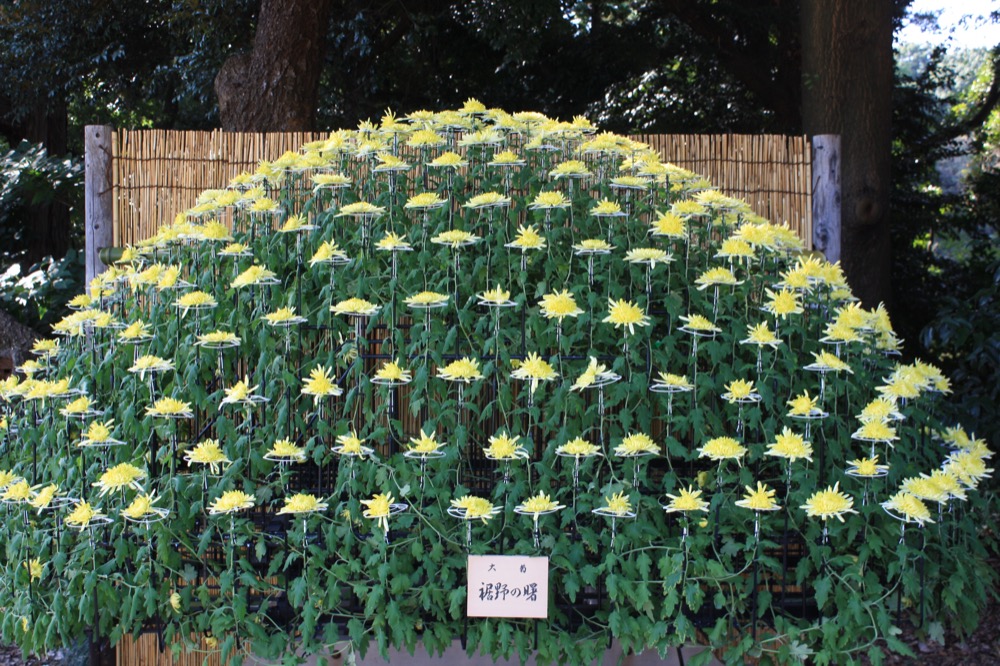 Le parc Shinjuku Gyoen et les chrysanthèmes, vivre a tokyo, vivre a tokyo, expatriation a tokyo