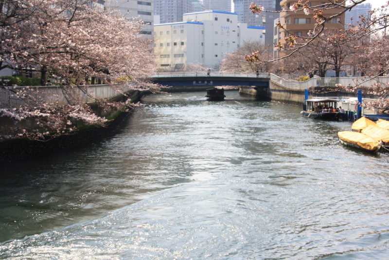 cerisiers en fleurs, sakura à monzen nakacho, vivre a tokyo, visiter tokyo