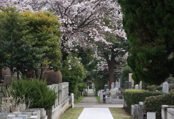 cerisiers en fleurs, cimetière d'aoyama, visiter tokyo, vivre a tokyo