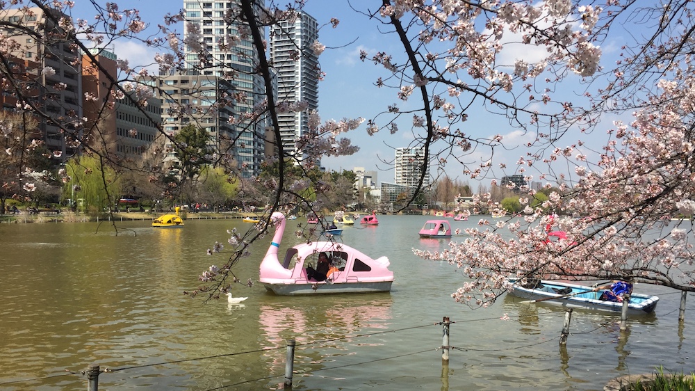 cerisiers en fleurs, sakura à ueno , vivre a tokyo, visiter tokyo