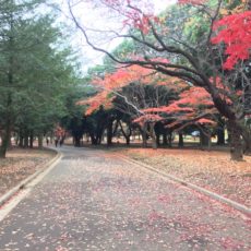 parc yoyogi, visiter tokyo, vivre a tokyo, jardin à tokyo