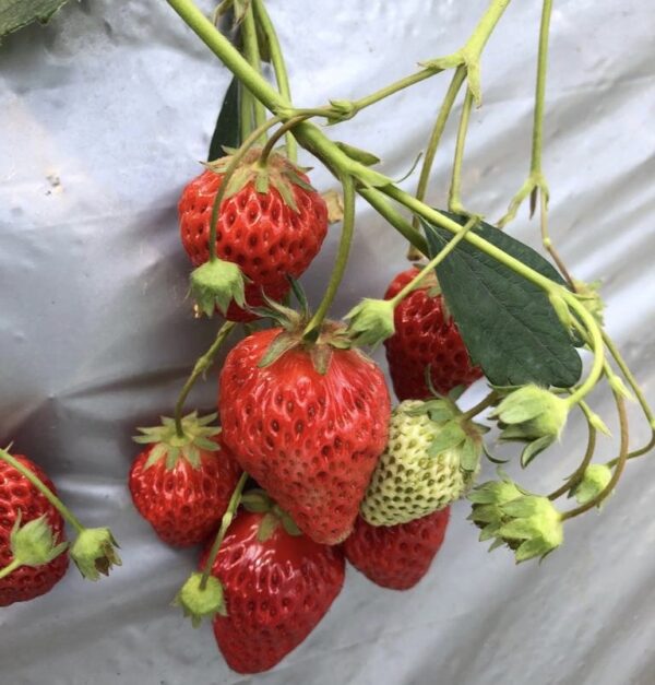 fraise tsukuihama, la serre à la ferme, vivre à tokyo, excursion